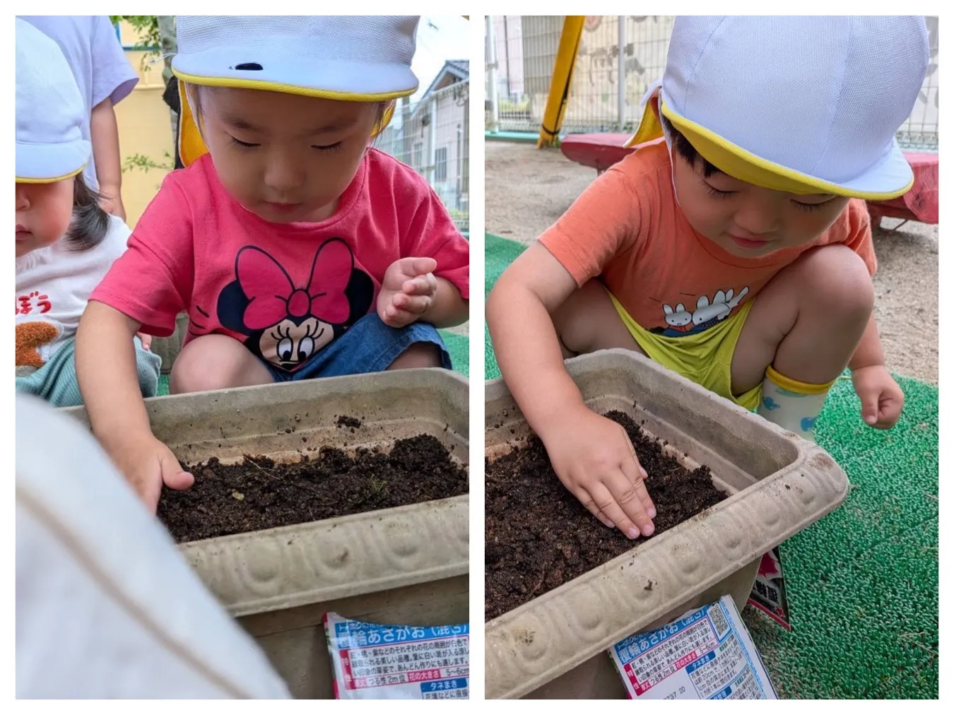 アサガオの種を植えよう(いちご組・りんご組)